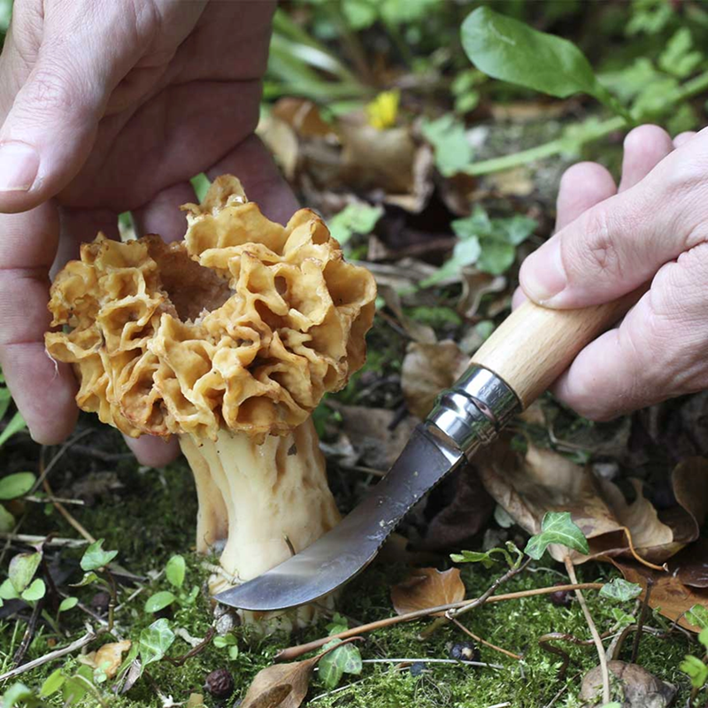 Opinel - Opinel N° 8 - Roncola per Funghi - Spazzola